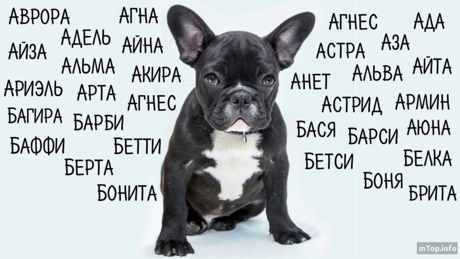 Имена для собак девочек
