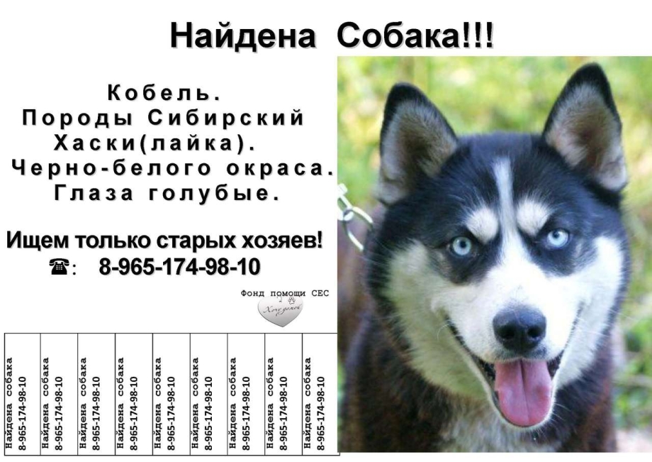 Имена для собак мальчиков хаски