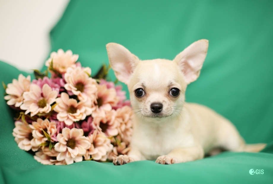 Собачка luzie 17см 25385