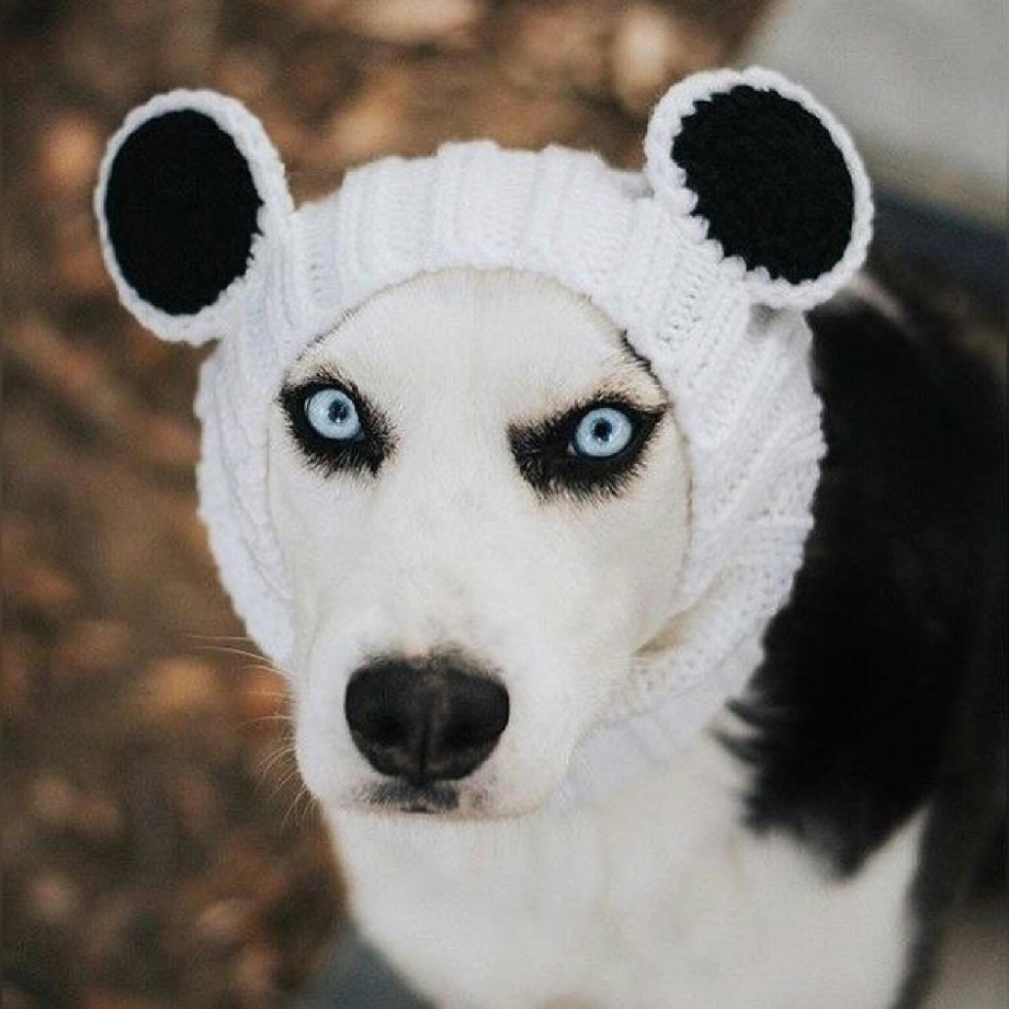 Собака Панда