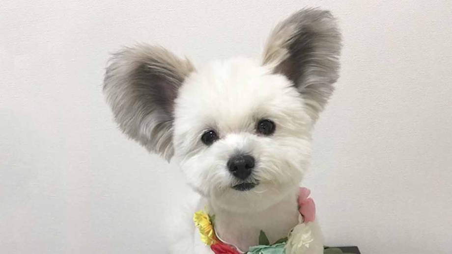 Микки мальтезе