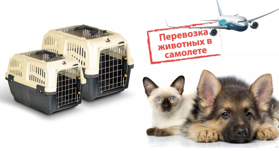 Авиаперевозка животных