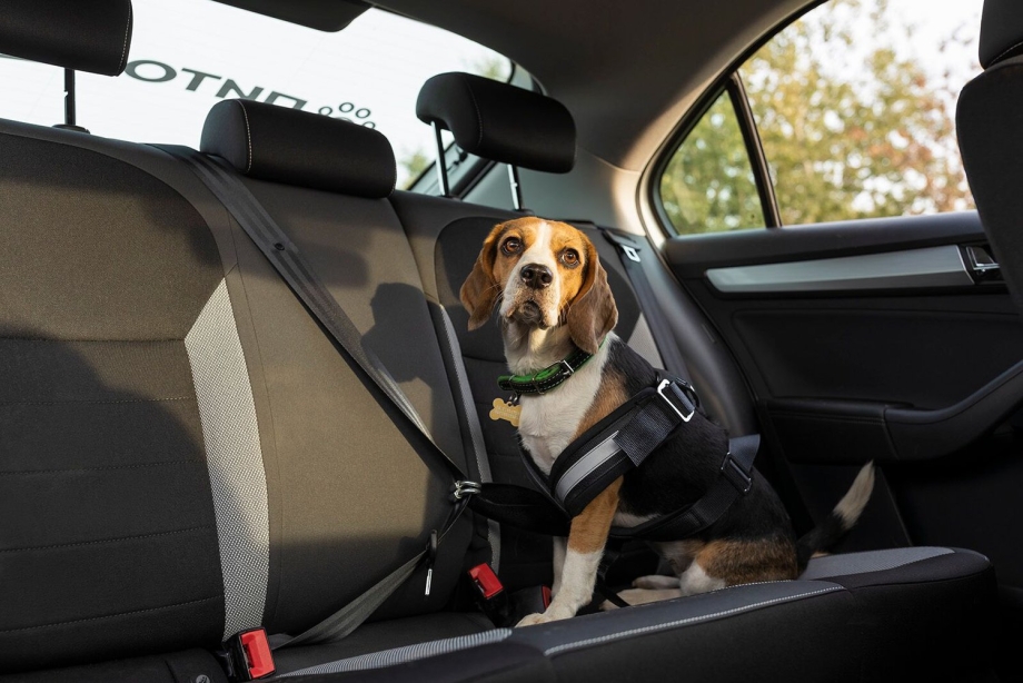 Skoda Pet mobil