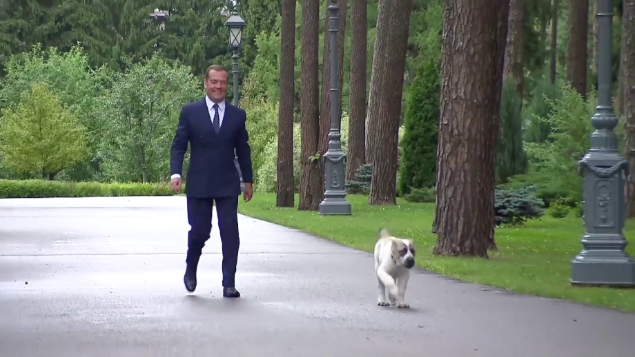 Медведев собака Айк