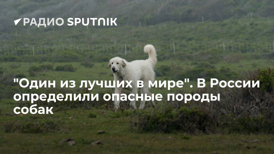 Собака Дмитрия Крымского