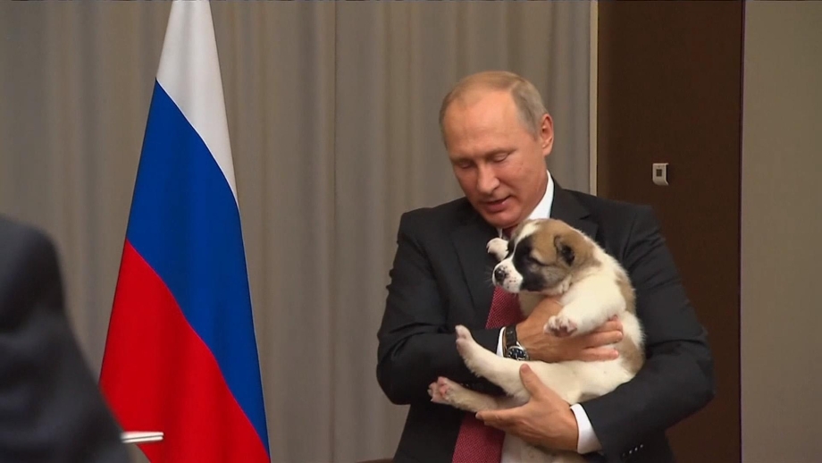 Собаки Путина алабай