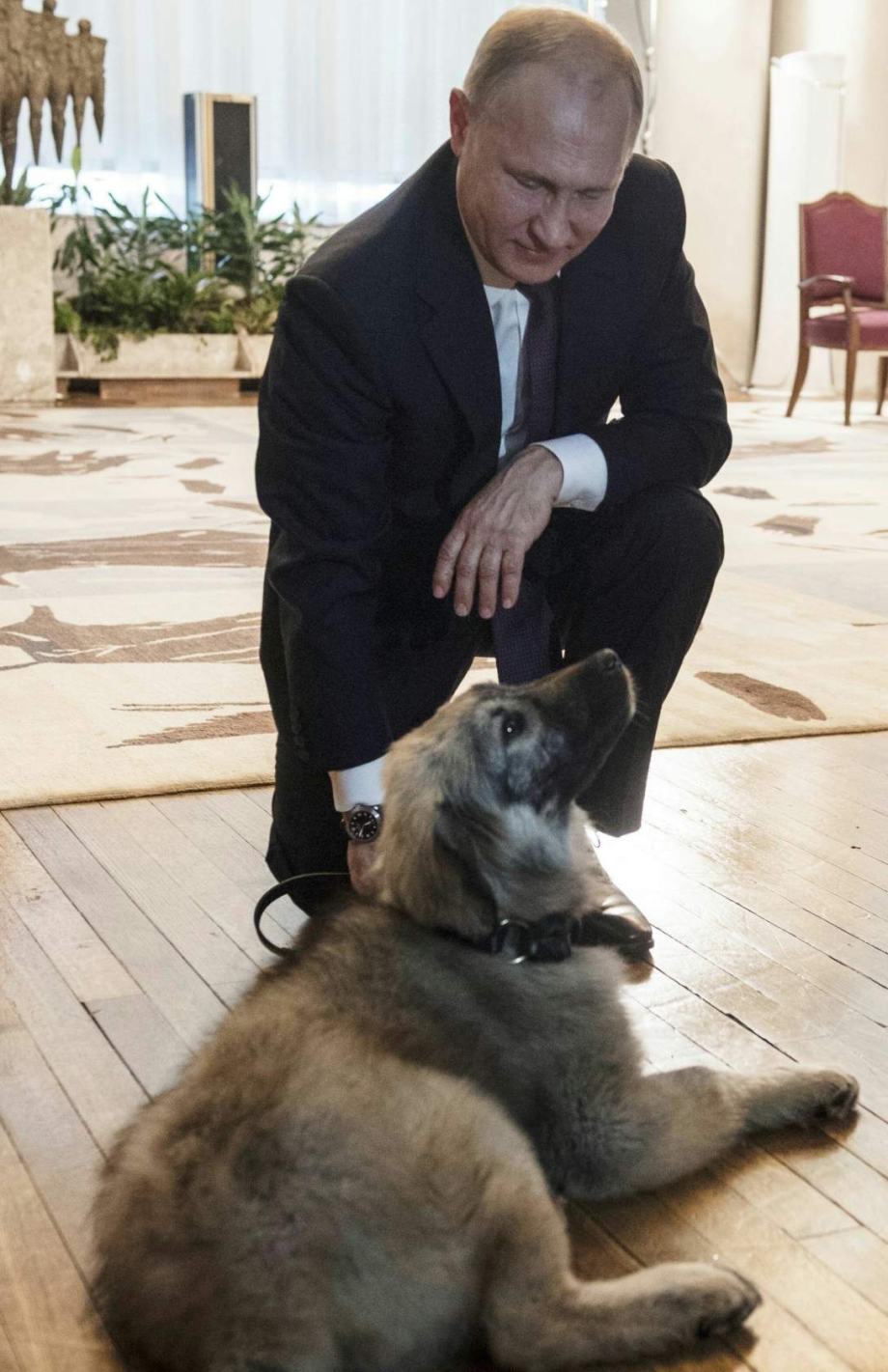 Юмэ собака Путина