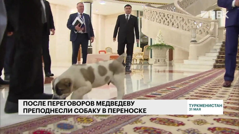Какую собаку подарили Медведеву