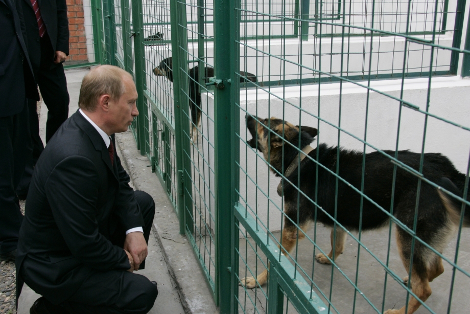 Скотч терьер Барни
