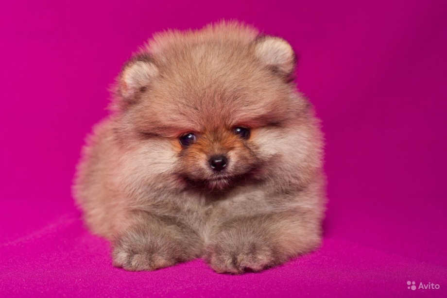 Корейский шпиц мини