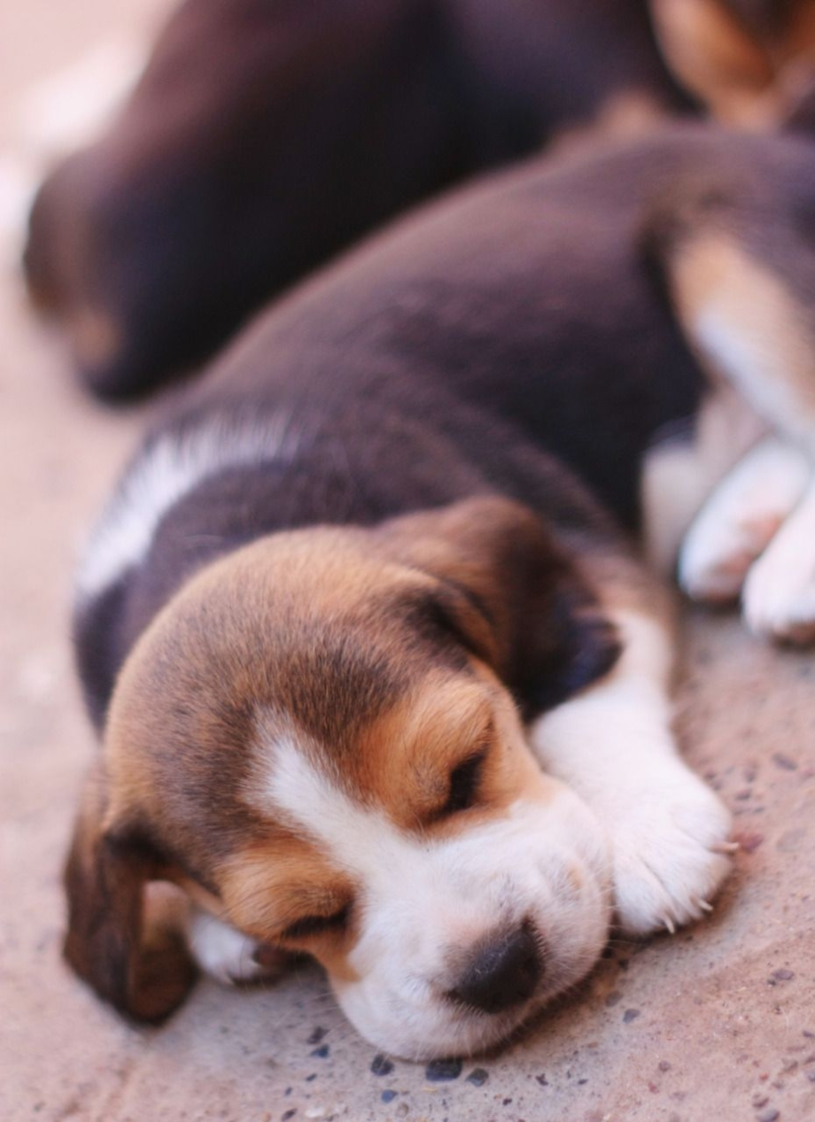 картинки спящих щенят