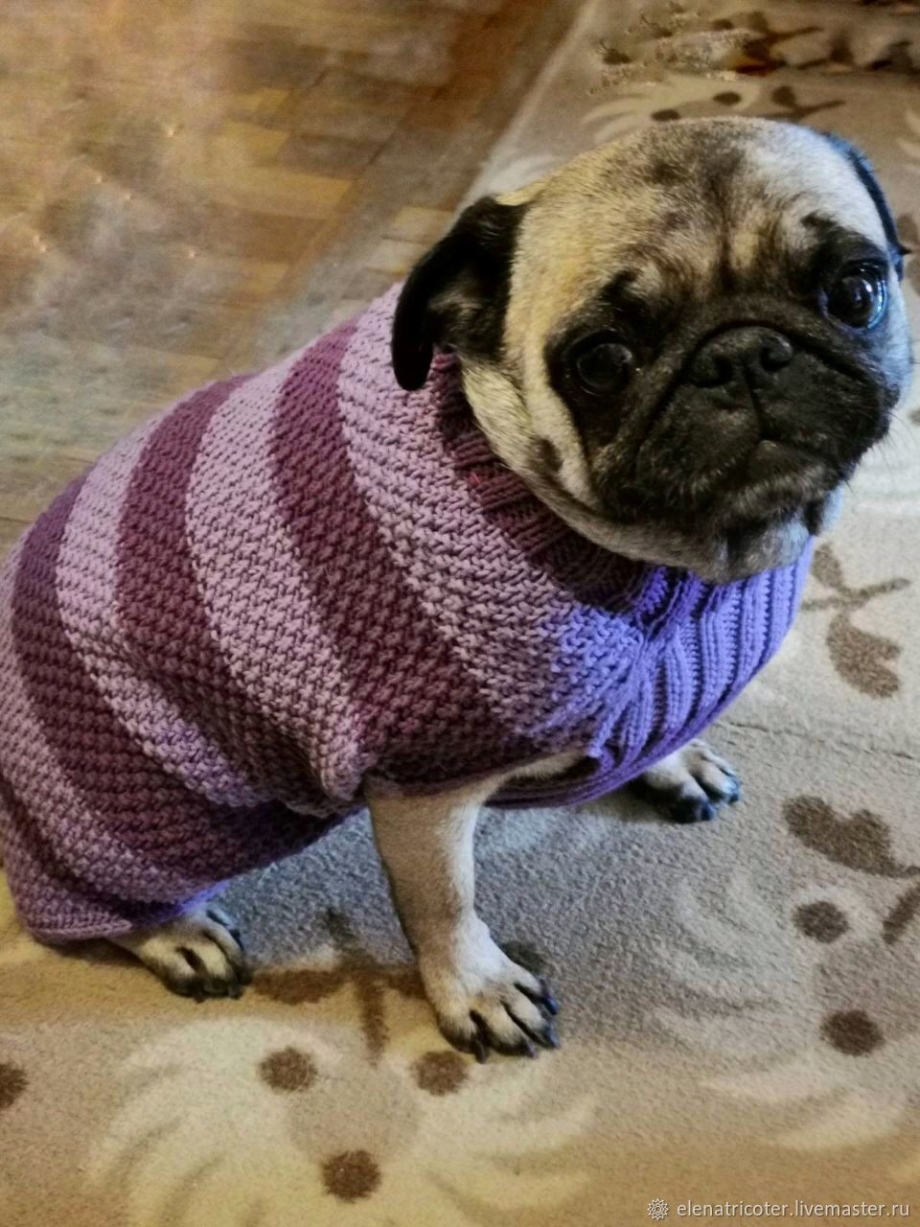Arnydog одежда для собак