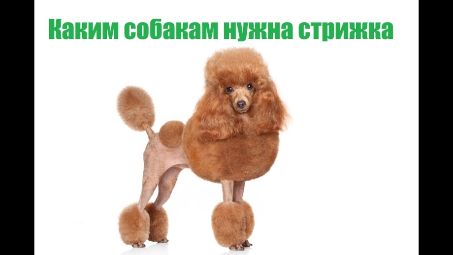 Королевский пудель