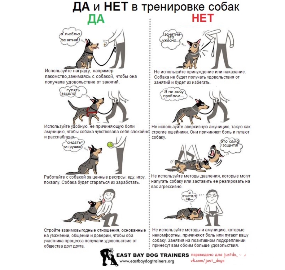 Как научить собаку командам щенка
