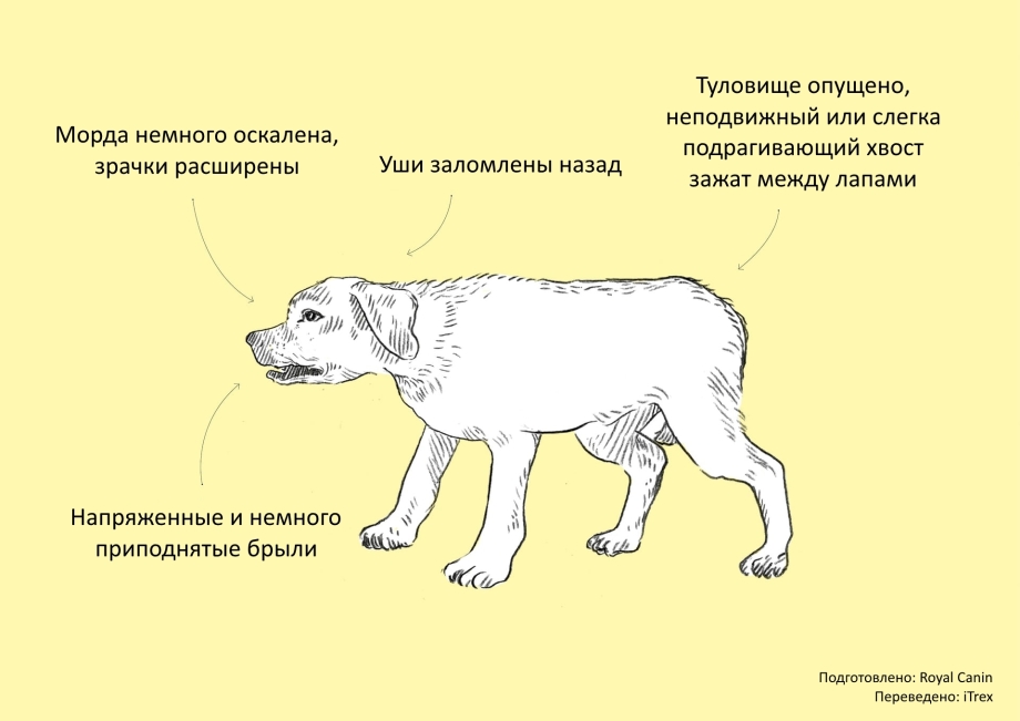 Слабые места собак