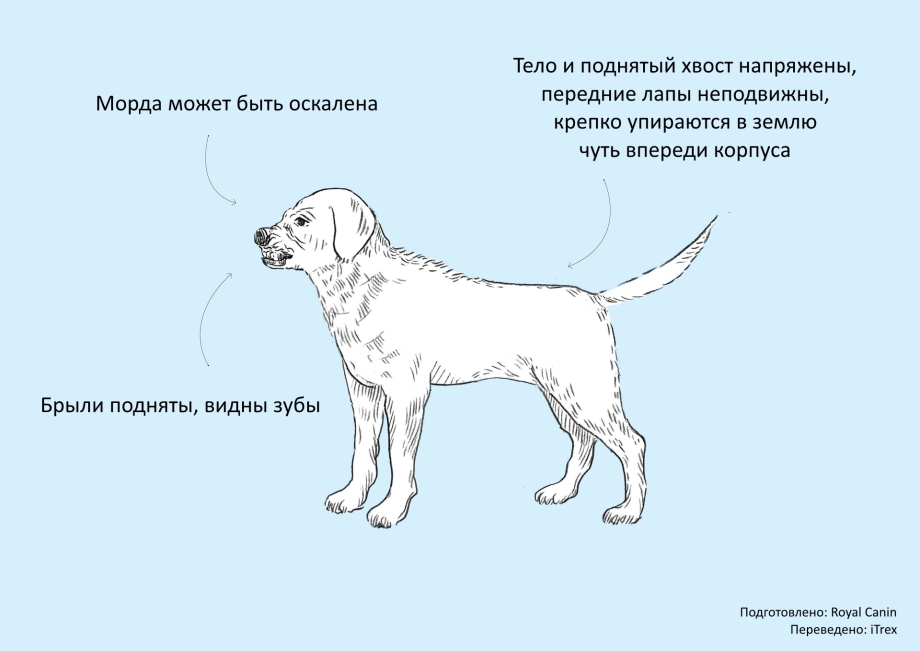 Как научиться понимать собаку