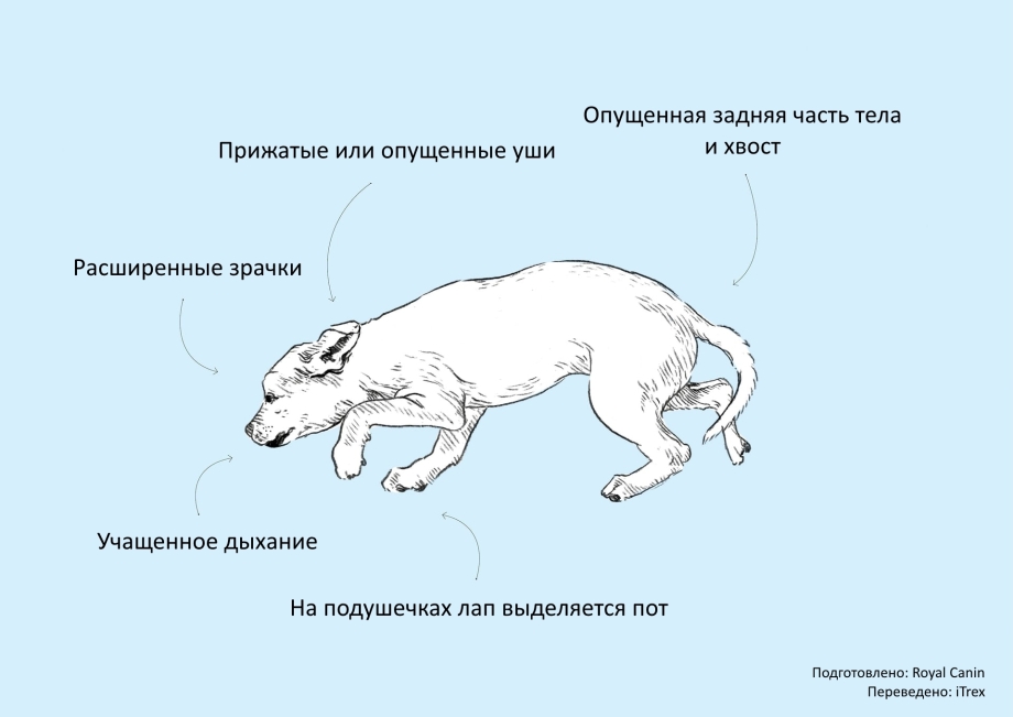 Положение тела собаки