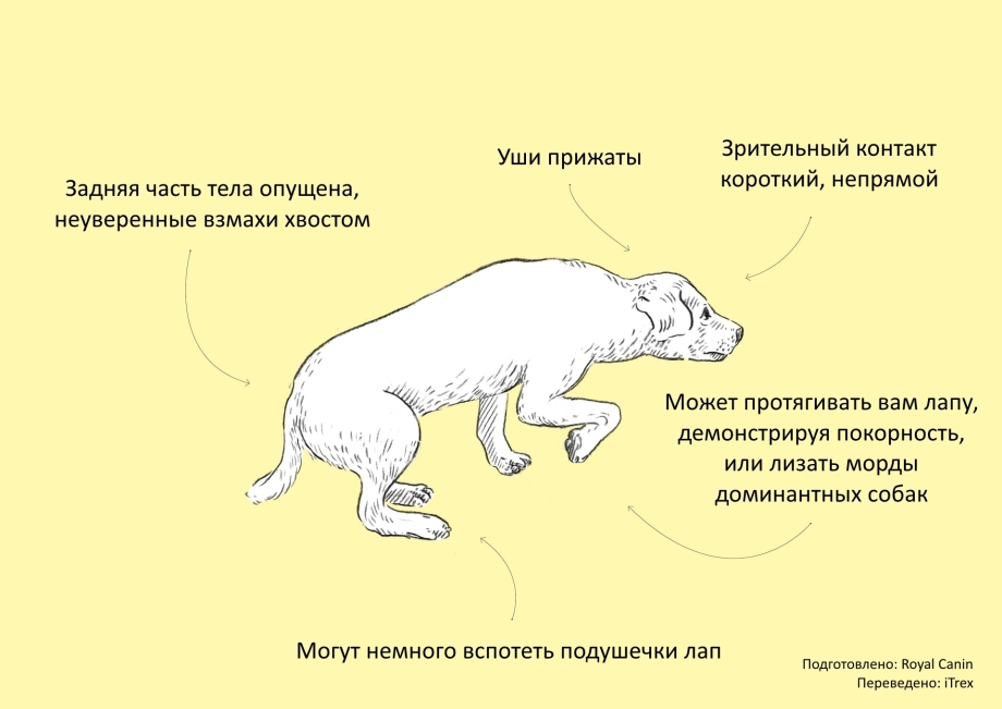 Поза покорности у собак