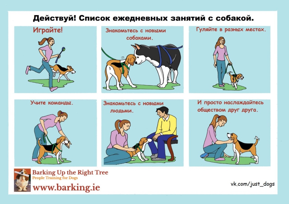 Команды для собак список и как научить щенка