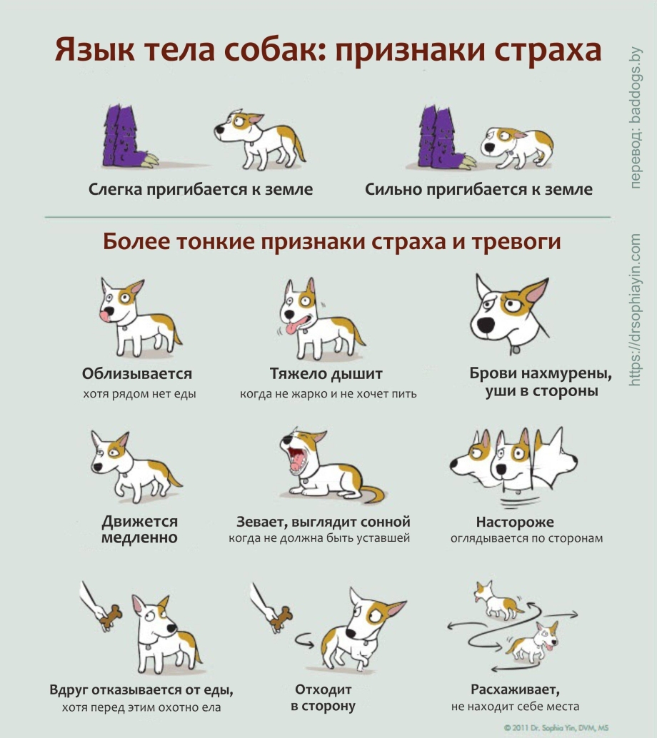 Язык тела собак как понять
