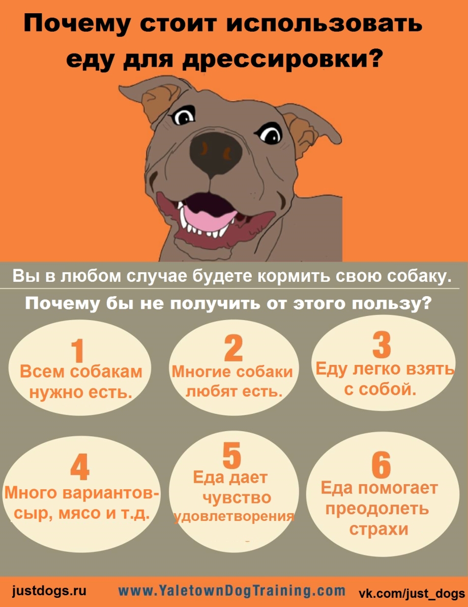 Инфографика собаки