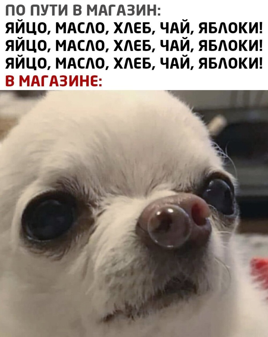 Чихуа Мем с пузырем в носу