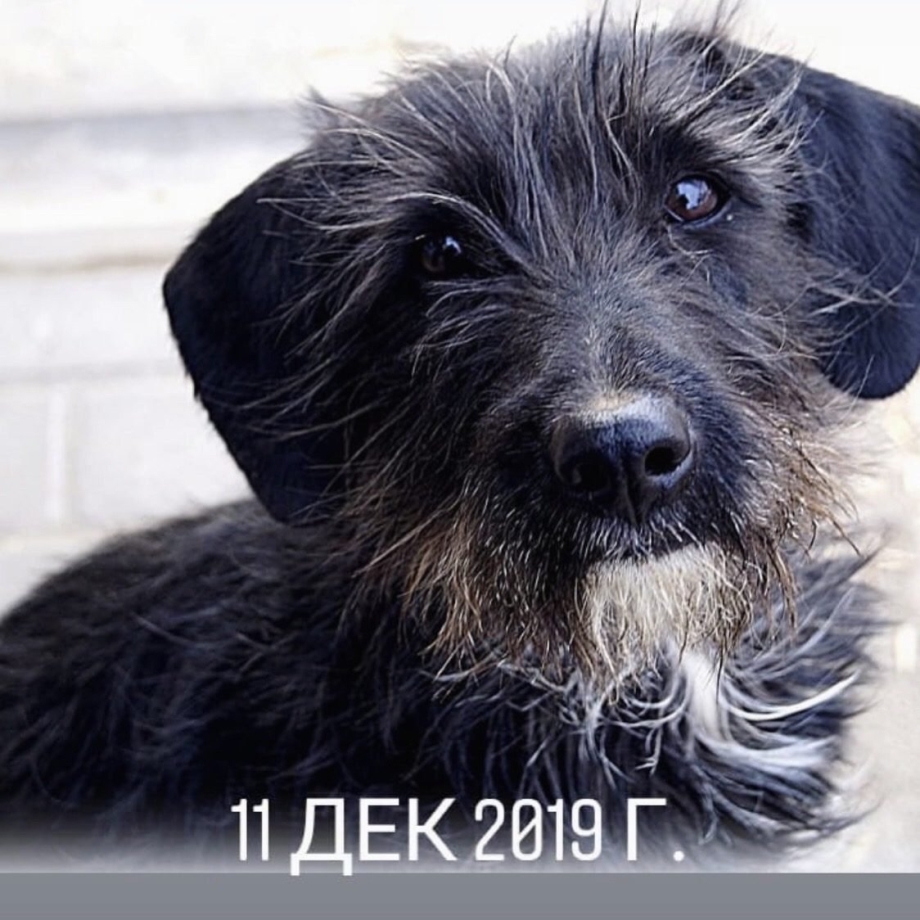 Дворняжка терьер