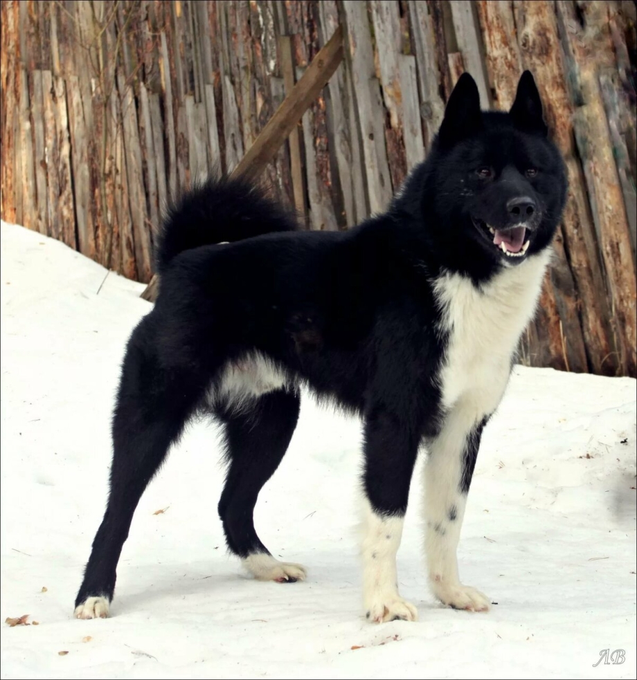 Рел лайка