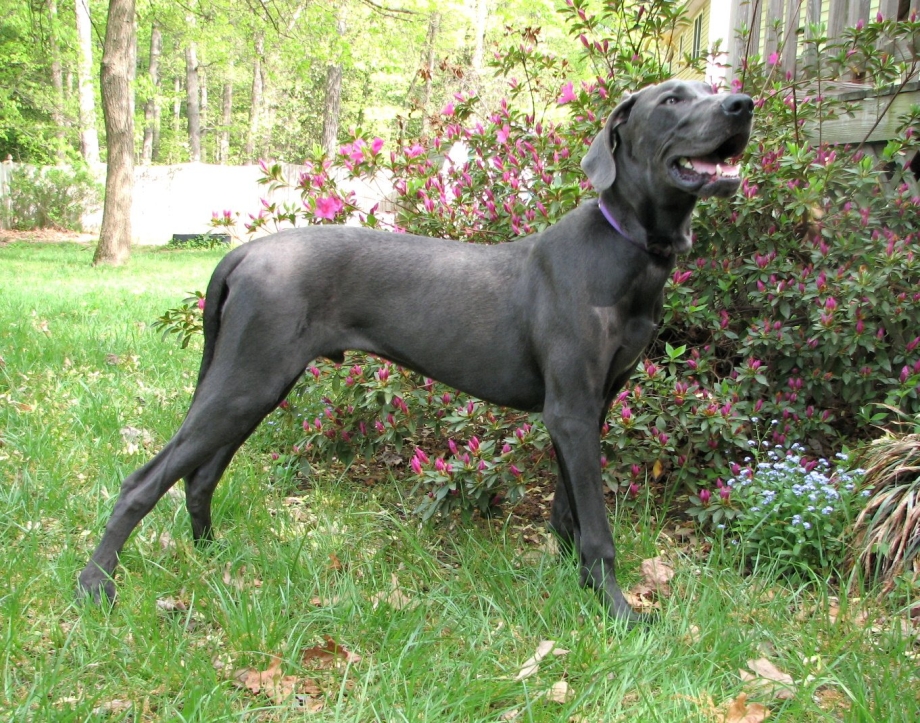Blue great Dane порода