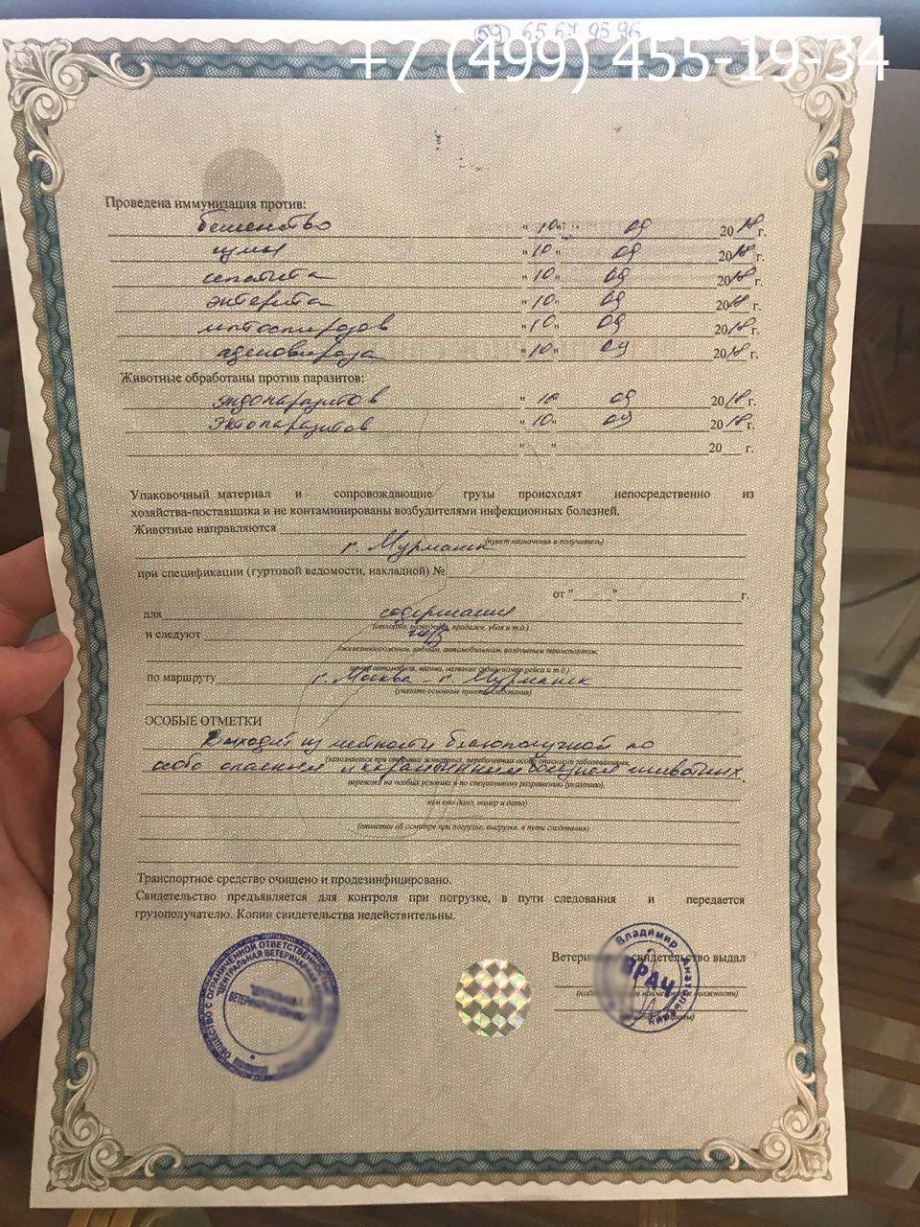 Справка ф1 образец