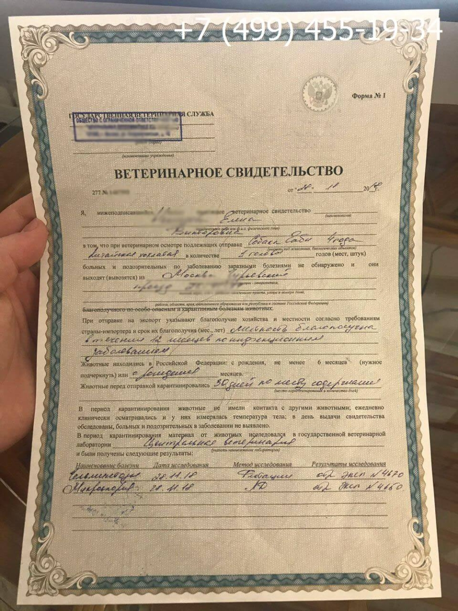 Ветеринарная справка для перевозки животных