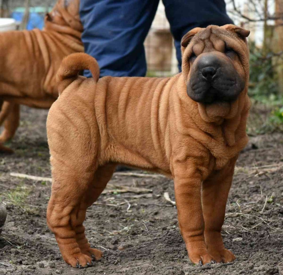 Американский мини шарпей