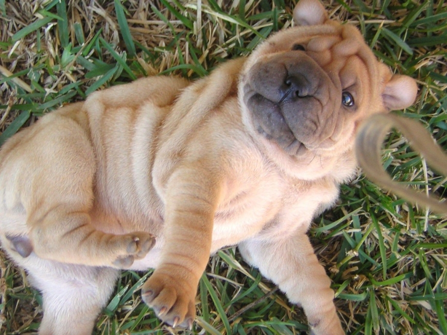 Miniature shar Pei