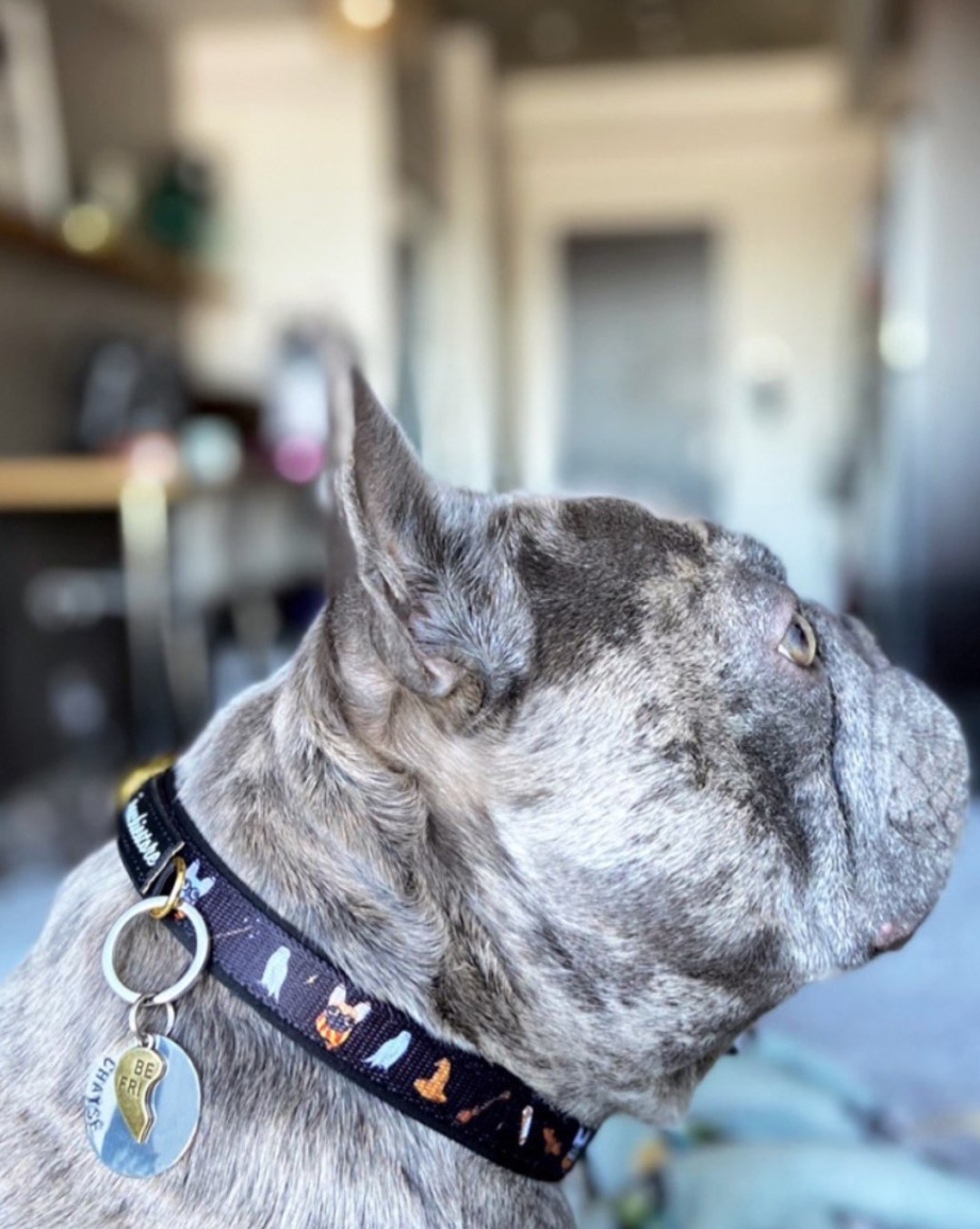 Dog broke away