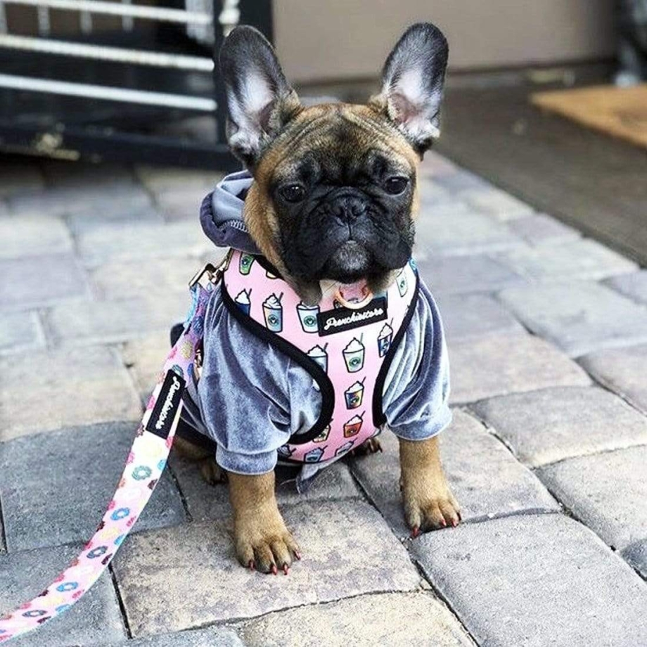 Шлейка для французского бульдога Frenchie