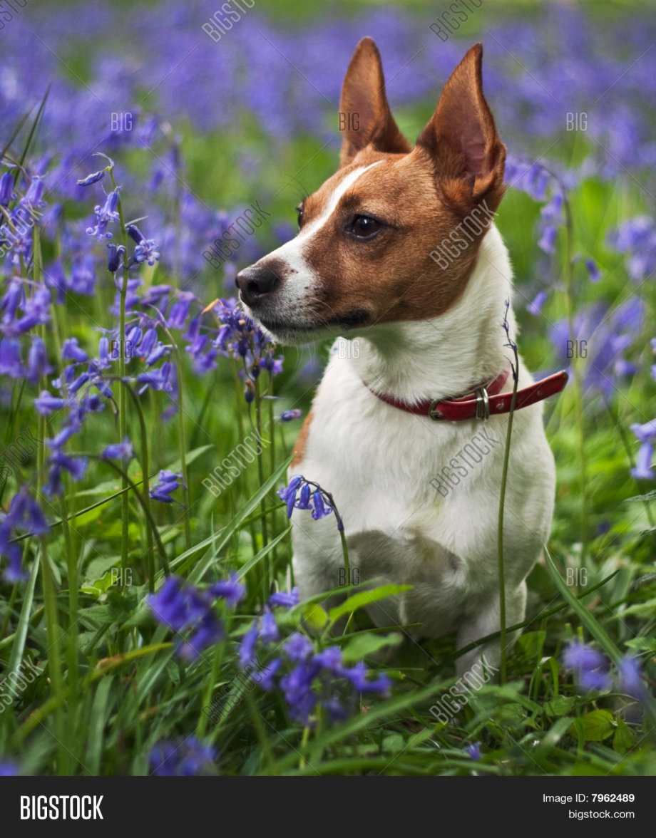 Jack Russell Terrier White background