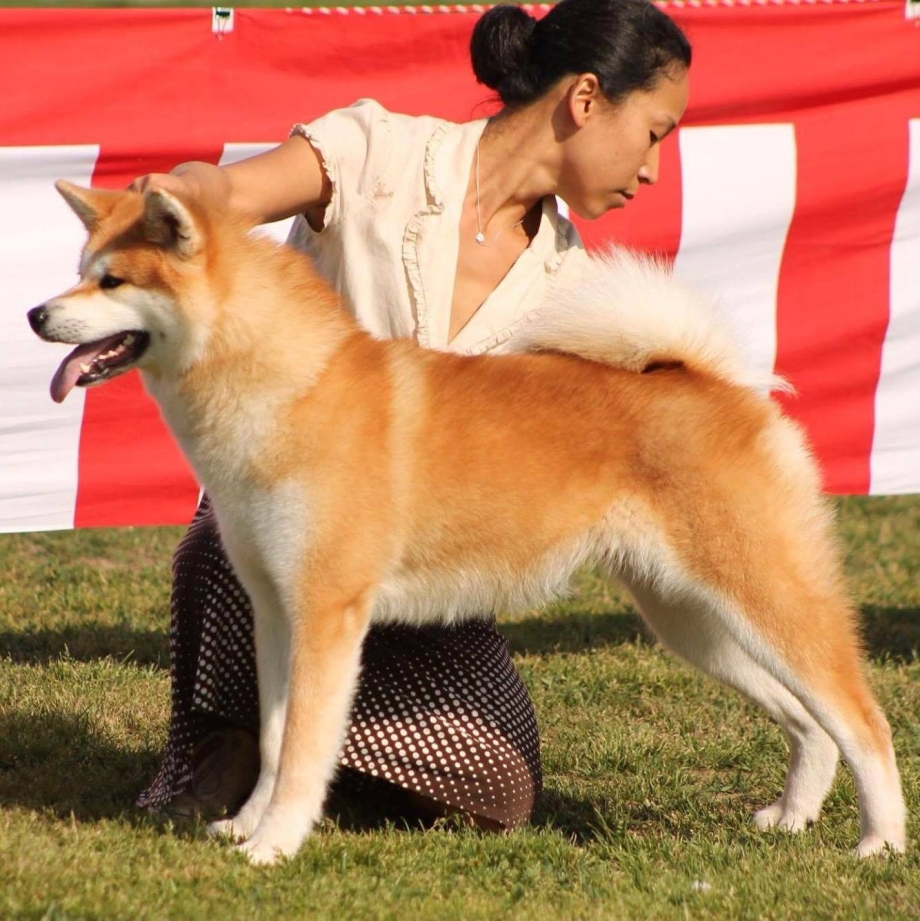 Akita Side view