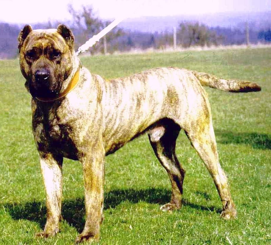 Испанский алано