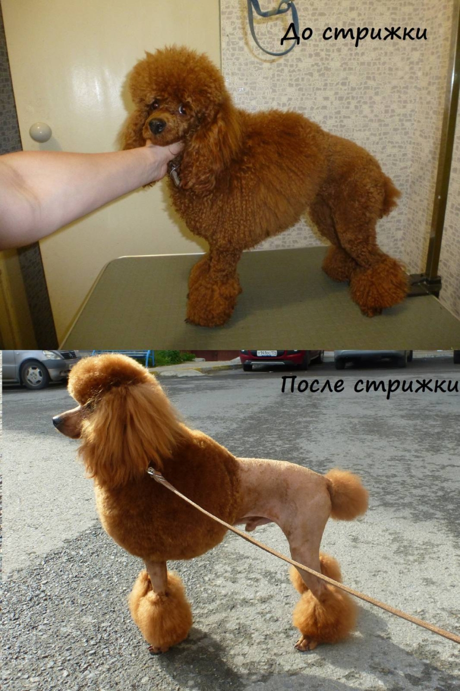 Карликовый пудель персиковый стриженный