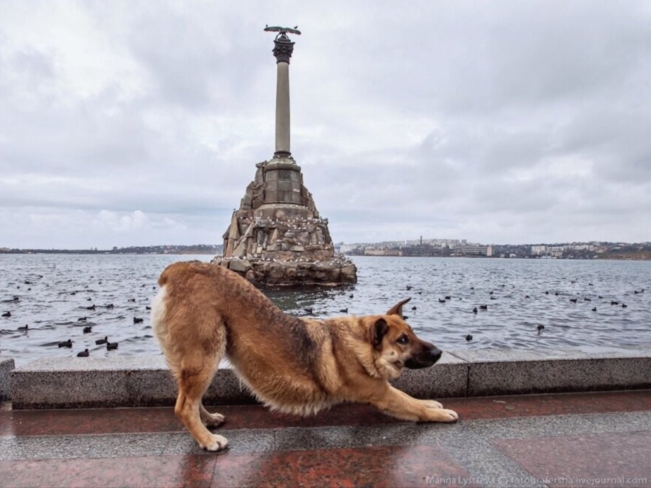 Выставка собак в Москве 2021