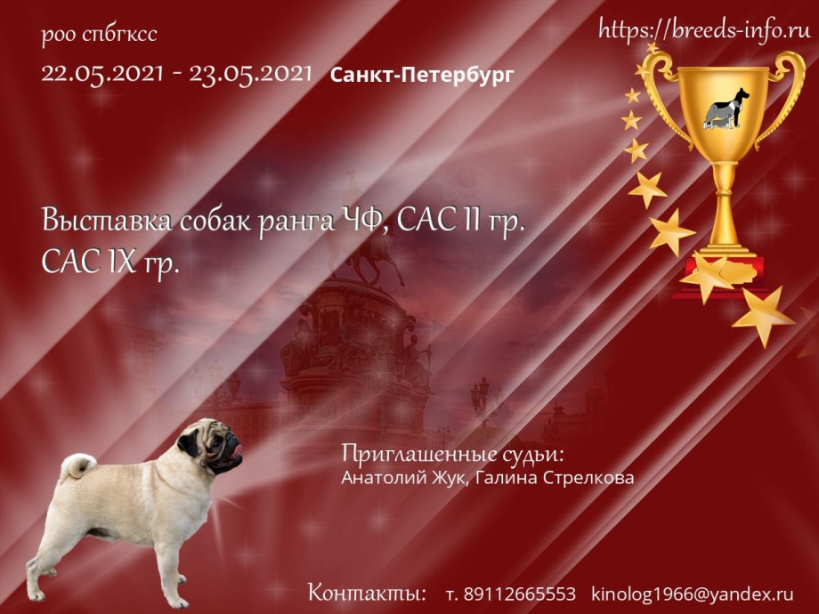 Прическа собак на выставке