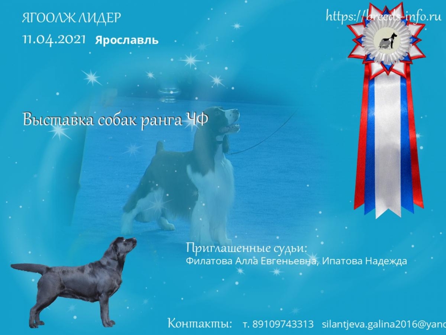 Собаки в Севастополе