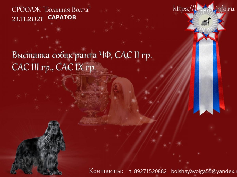 Уровни выставок собак