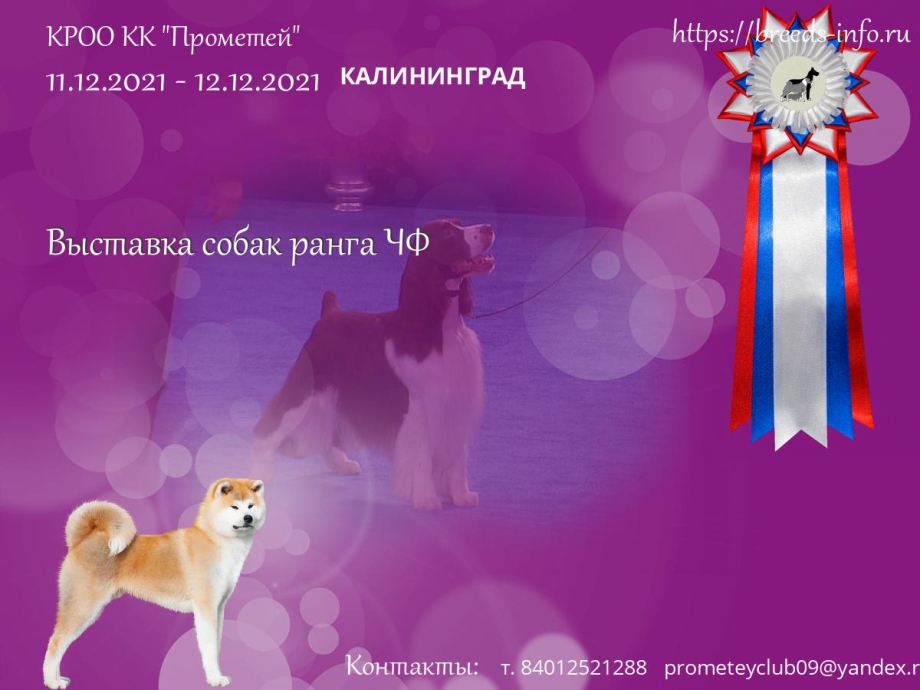 Выставка собак 23 октября Уфа 2021