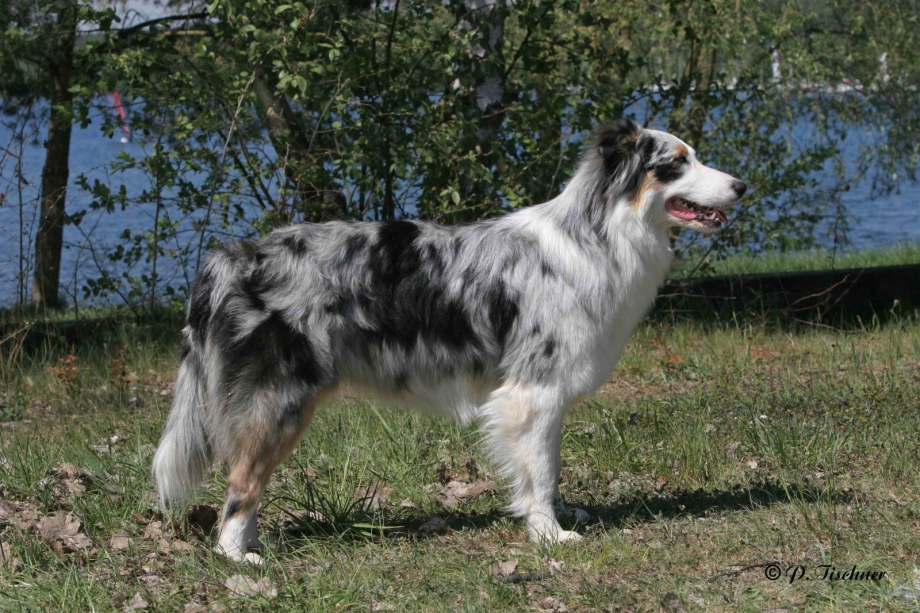Новозеландский колли