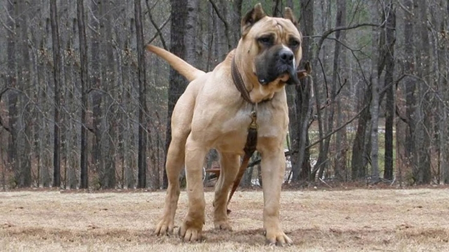Канарский дог белый