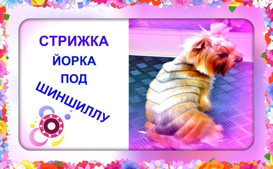 Креативные стрижки йорков