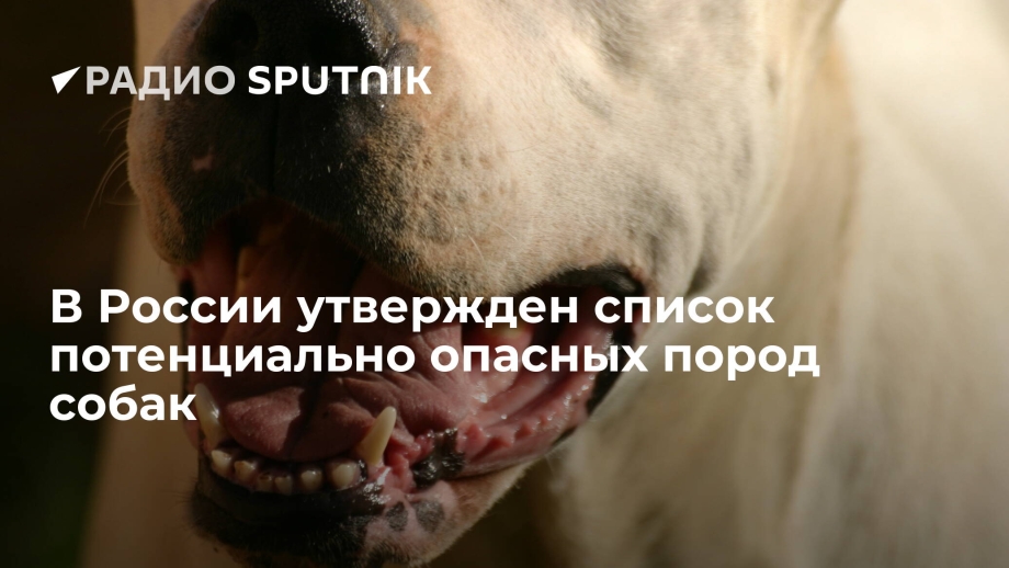 Перечень потенциально опасных собак утвержденный правительством