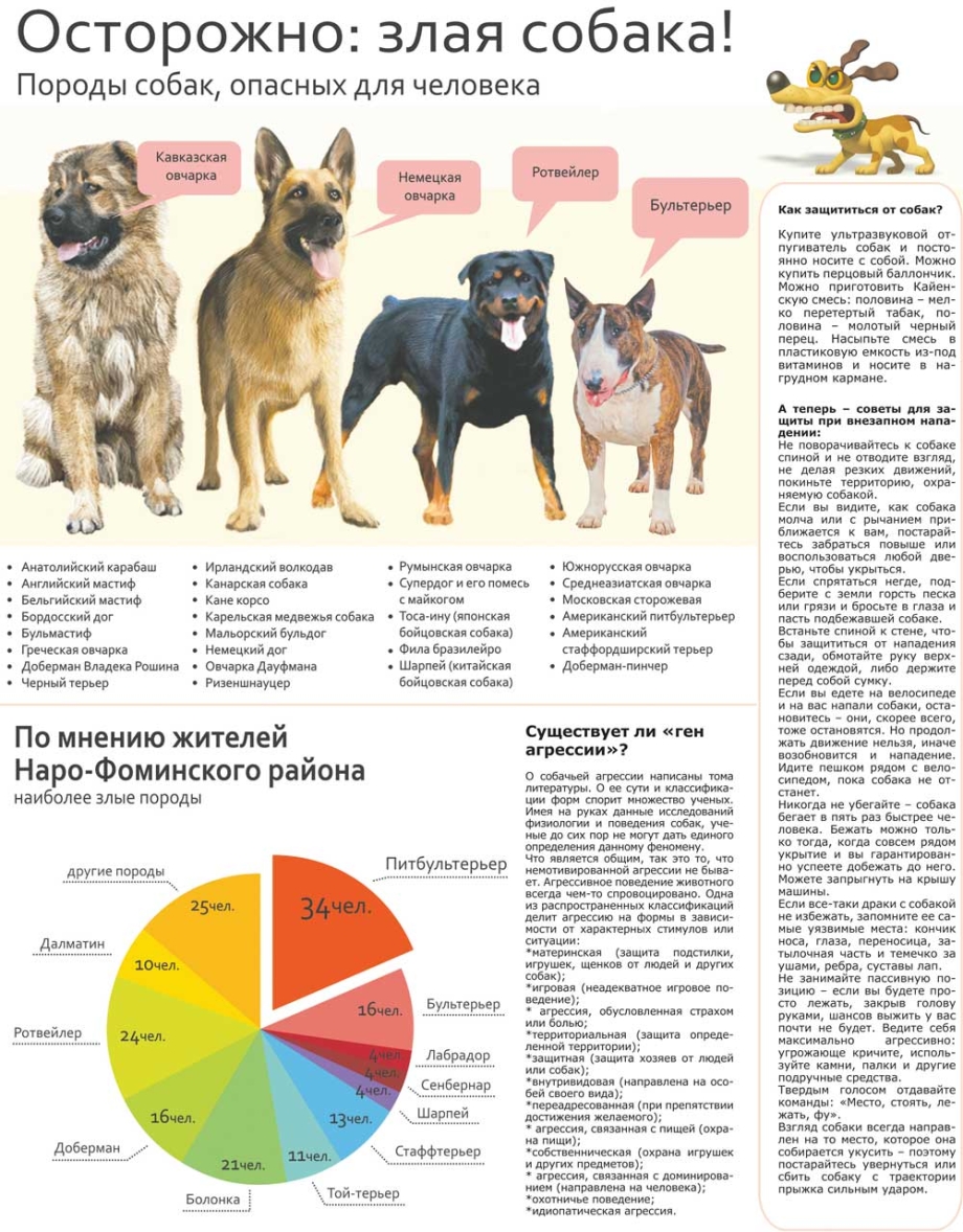 Статистика нападения собак по породам в России