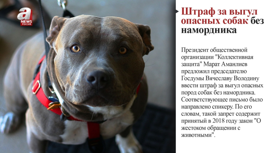 12 Потенциально опасных пород собак в России
